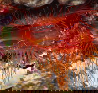 Pixie Pinnacle Dive Site - Hotels Melbourne