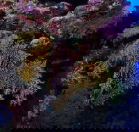 Around The Bend Dive Site - Hotels Melbourne