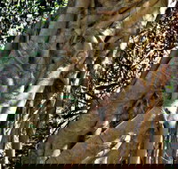 Bundagaree Rainforest Walk - Hotels Melbourne