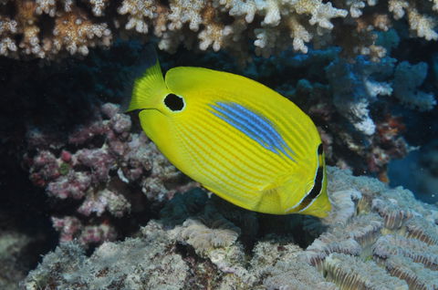 Clam Gardens Dive Site - Hotels Melbourne 1