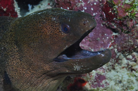 Clam Gardens Dive Site - Hotels Melbourne 2