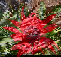 Inverawe Native Gardens - Hotels Melbourne