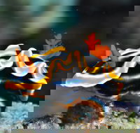 Monolith Dive Site - Hotels Melbourne