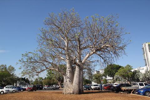 Old Boab Tree In Cavenagh Street - Hotels Melbourne 0