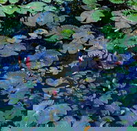 Pine Creek Water Gardens - Hotels Melbourne