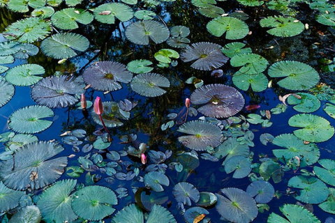 Pine Creek Water Gardens - Hotels Melbourne 0