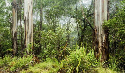 River Walking Track - Hotels Melbourne 0