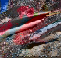 Snake Pit Dive Site - Hotels Melbourne