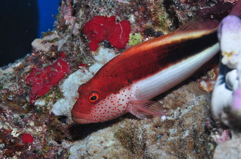 Snake Pit Dive Site - Hotels Melbourne 0