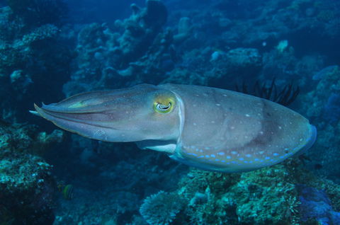 Snake Pit Dive Site - Hotels Melbourne 1