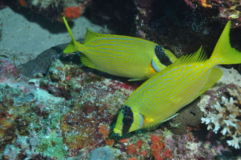 Snake Pit Dive Site - Hotels Melbourne 2