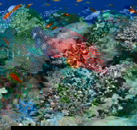 Steve's Bommie Dive Site - Hotels Melbourne