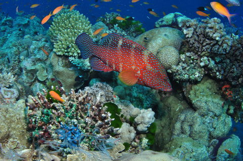 Steve's Bommie Dive Site - Hotels Melbourne 0