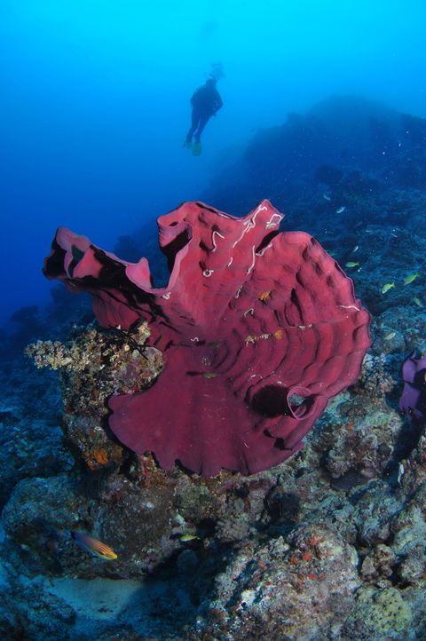 Steve's Bommie Dive Site - Hotels Melbourne 1