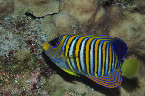 Steve's Bommie Dive Site - Hotels Melbourne 2