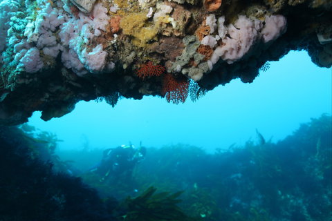 The Arches Marine Sanctuary - Hotels Melbourne 2