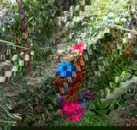 TreeTop Challenge - Sunshine Coast