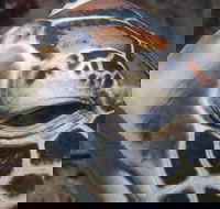 Turtle Bommie - Hotels Melbourne