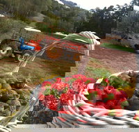 Blue Hills Berries and Cherries