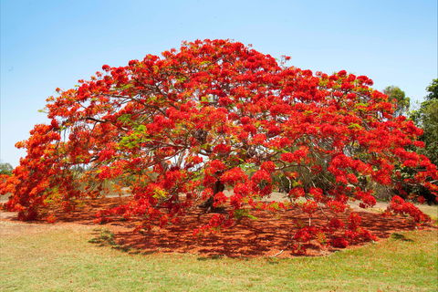 George Brown Darwin Botanic Gardens - Hotels Melbourne 2