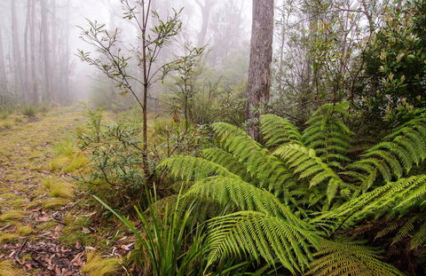 Link Trail - Gloucester Tops To Careys Peak - Hotels Melbourne 0