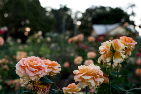 Newtown Park State Rose Garden - Hotels Melbourne 0