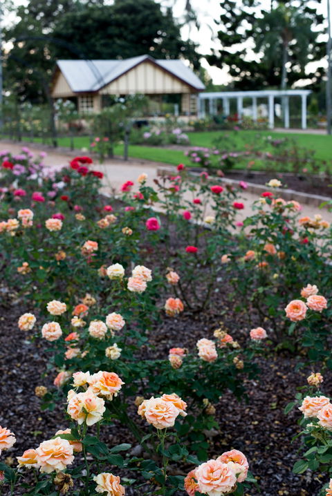Newtown Park State Rose Garden - Hotels Melbourne 2