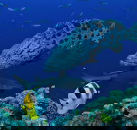 Osprey Reef - Hotels Melbourne