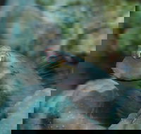 Whale Bommie Dive Site - Hotels Melbourne