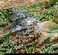 Antony Symons - Retrospective of a Life's Work - Hotels Melbourne