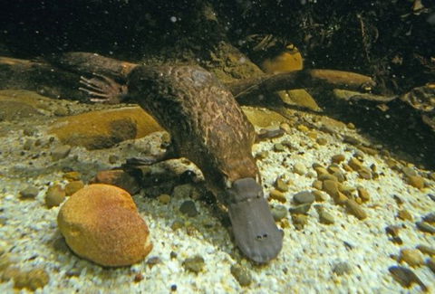 Platypus Pool - Hotels Melbourne 0