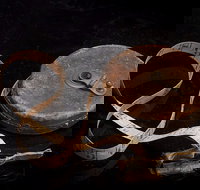 Shellharbour City Museum formerly Tongarra Museum - Hotels Melbourne