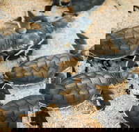 Turtle Nesting Season