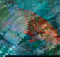 Cobia Hole Dive Site