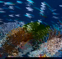 Southern Small Detached Reef Dive Site - Hotels Melbourne