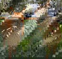 Visit an alpaca farm and get up and personal with these gentle and unique animals - Hotels Melbourne