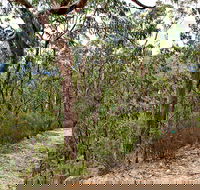 Yango Walking Track - Hotels Melbourne