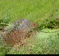 Brocks Creek Chinatown and Temple Site - Hotels Melbourne