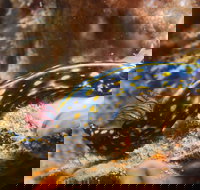 Cochrane Artificial Reef Dive Site - Hotels Melbourne