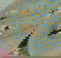 Jorgey's Patch Dive Site - Hotels Melbourne