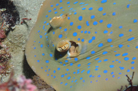 Jorgey's Patch Dive Site - Hotels Melbourne 0