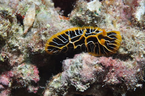 Jorgey's Patch Dive Site - Hotels Melbourne 1