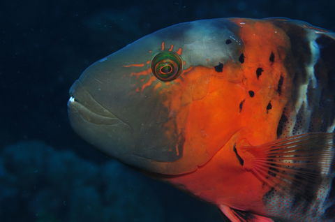 Jorgey's Patch Dive Site - Hotels Melbourne 2