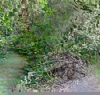 Rainforest Walking Track Roberston Nature Reserve