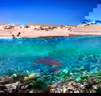Snorkel the Ningaloo Reef
