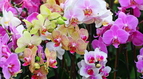 Tinonee Orchid Nursery - Hotels Melbourne 0