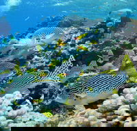 Twin Peaks Dive Site - Hotels Melbourne