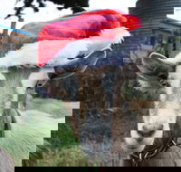 Bream Creek Farmers Market - Hotels Melbourne