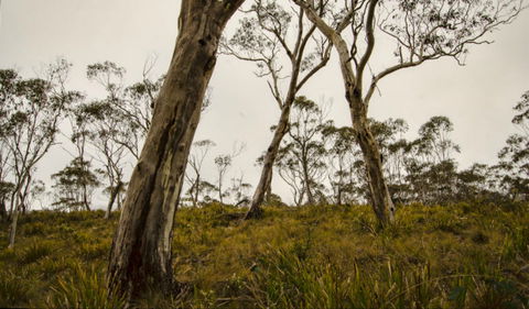 Mountaineer-Glowang Trail - Hotels Melbourne 0