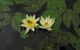 Wallis Creek Water Garden - thumb 1